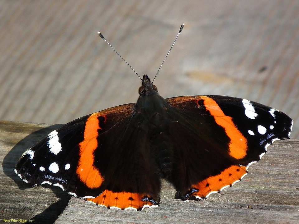 Wildlife wings antenna