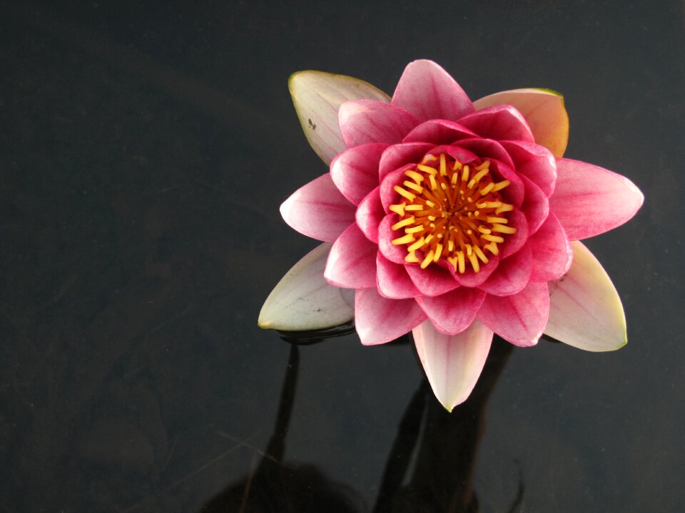 Lotus flowers nature