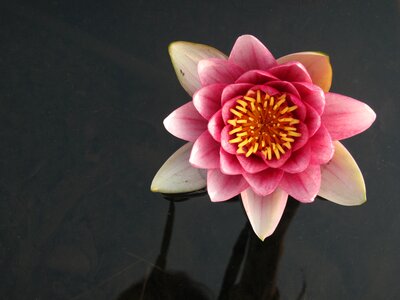 Lotus flowers nature