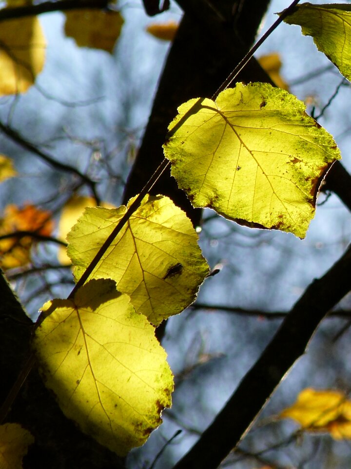 Bright green leaves