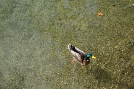 Lake water bird swim