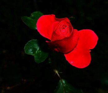 Bloom red macro