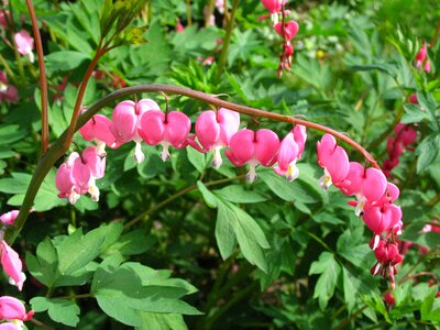 Garden pink macro photo