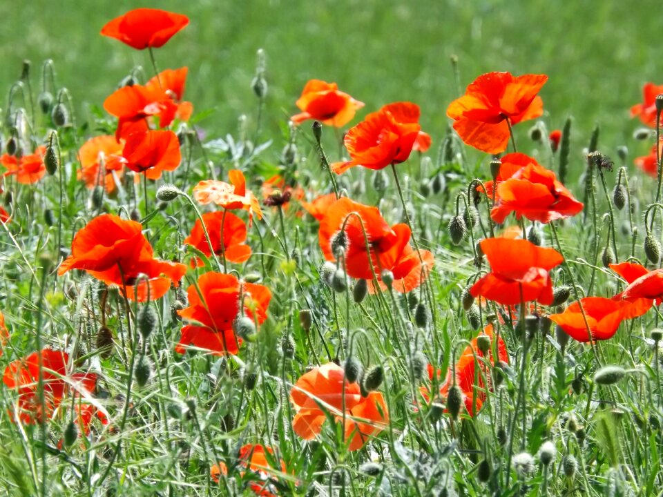 Summer red field photo