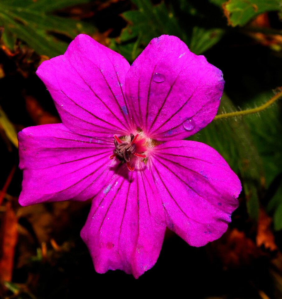 Purple close up white