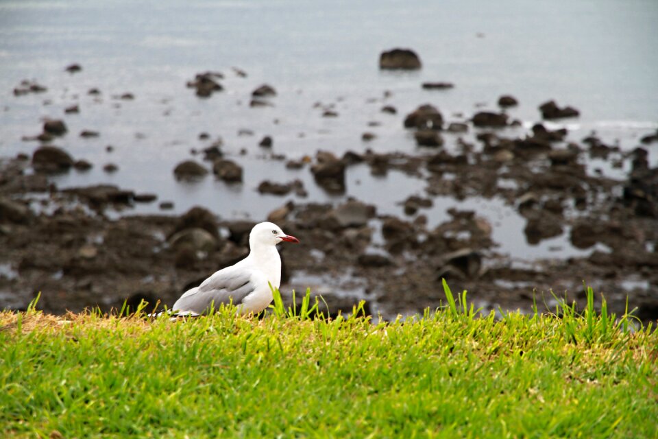 Ocean bird grass