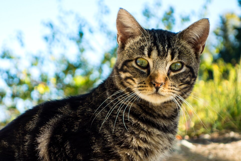 Green eyes fauna cat face