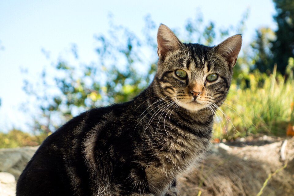 Fauna feline pet