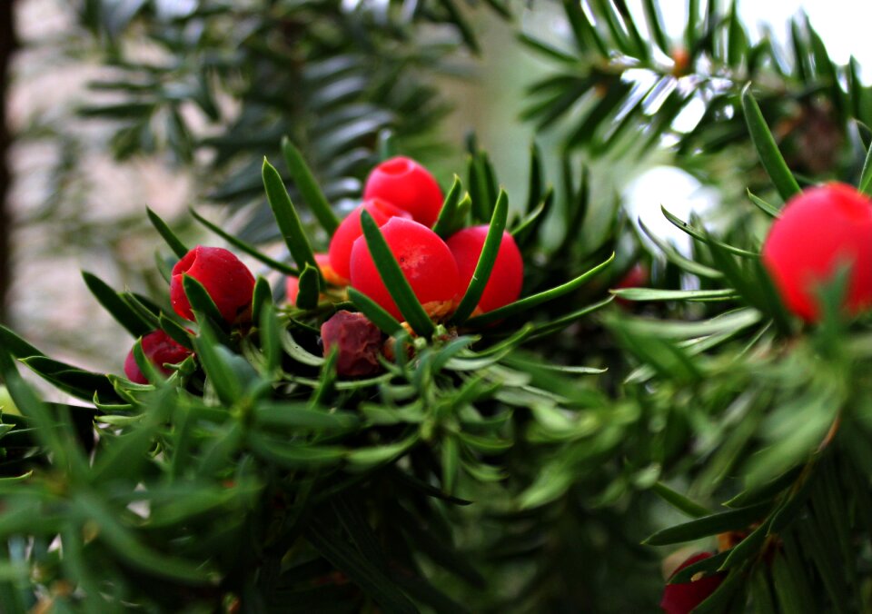 Fruits prickly berries