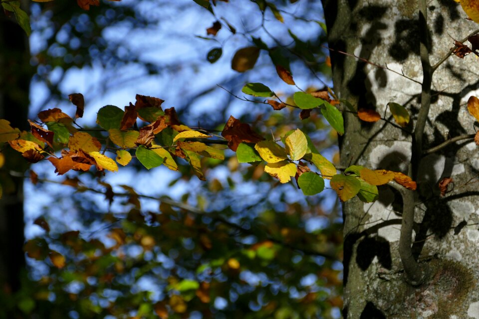Leaves nature forest path