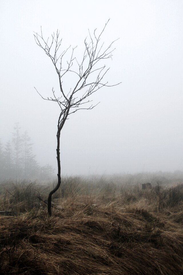 Nature mystical mood