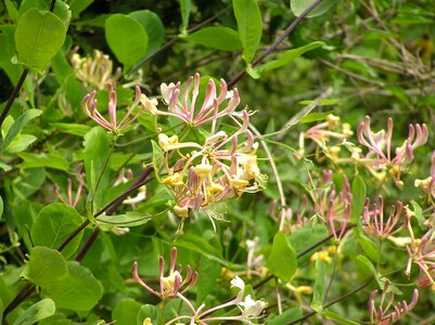 Nature blossom bloom