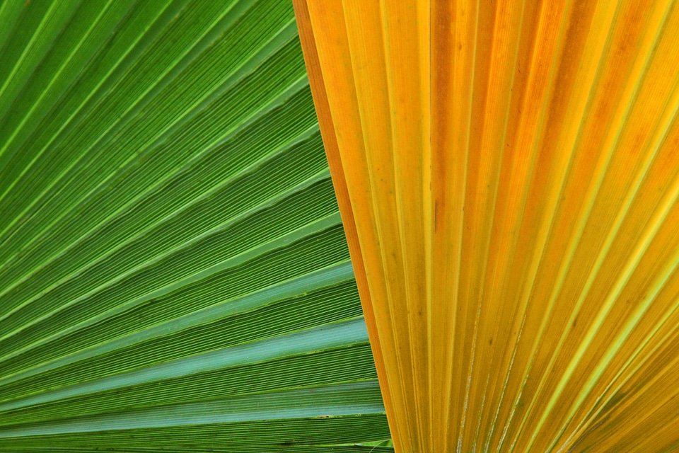 Color detail green background