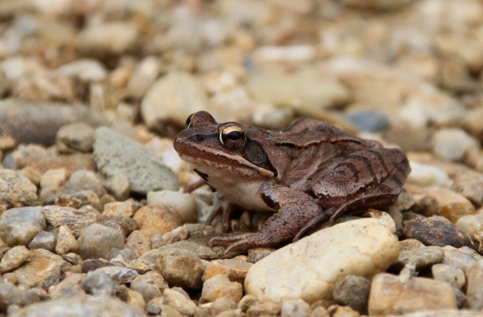 Animals stream bank small stones