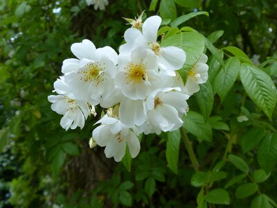 Japanese white tree