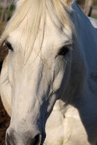 Horseback riding white head photo