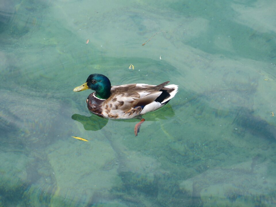 Plumage water bird waters