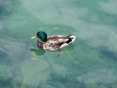 Plumage water bird waters