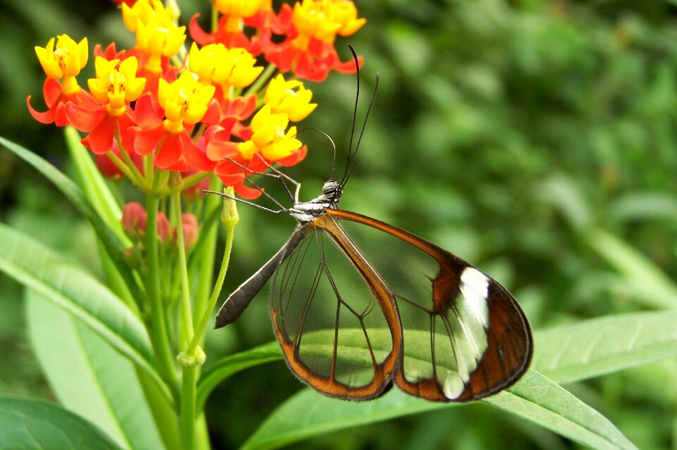 Nature flower bug