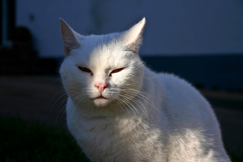 Mammal quadruped white