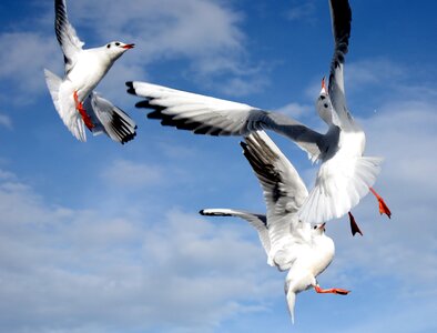 Bird flying freedom photo