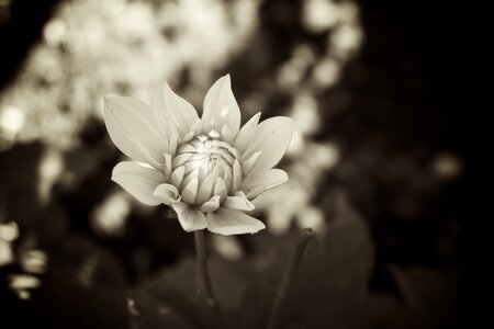Romantic white blossom