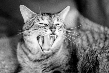 Animals tired mackerel