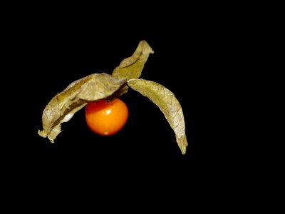 Fruit exotic healthy