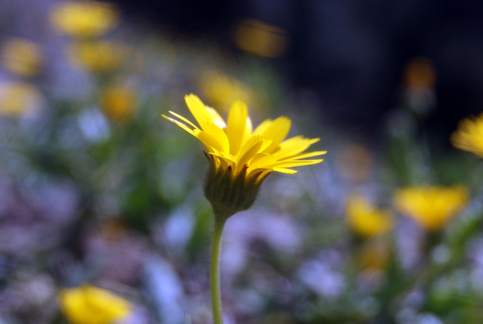 Plant natural bloom