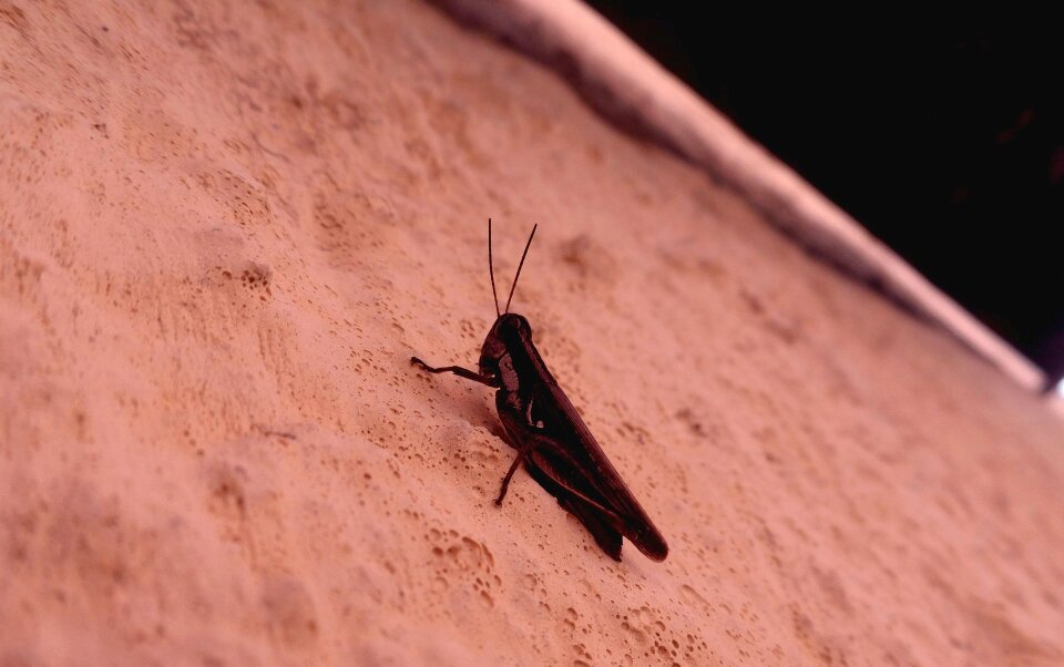 Animals nature insect