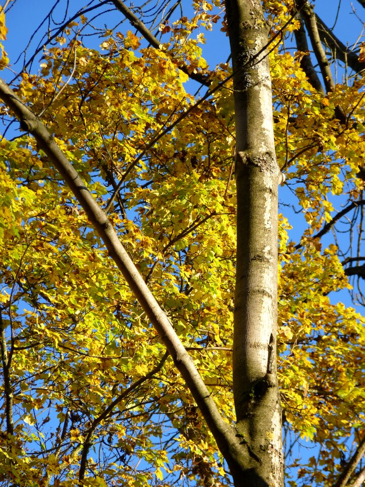 Colorful forest yellow