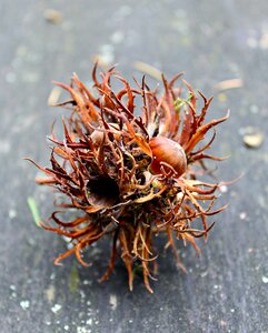 Autumn fruit prickly fruit photo