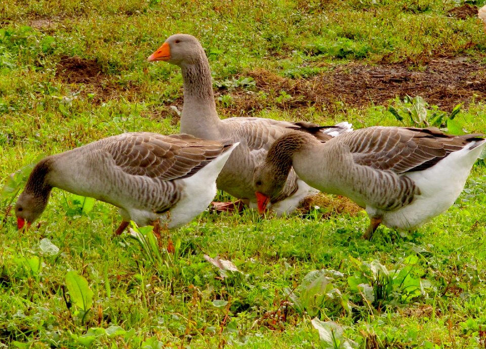 Eating poultry birds