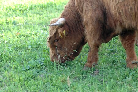 Highlands fur brown photo