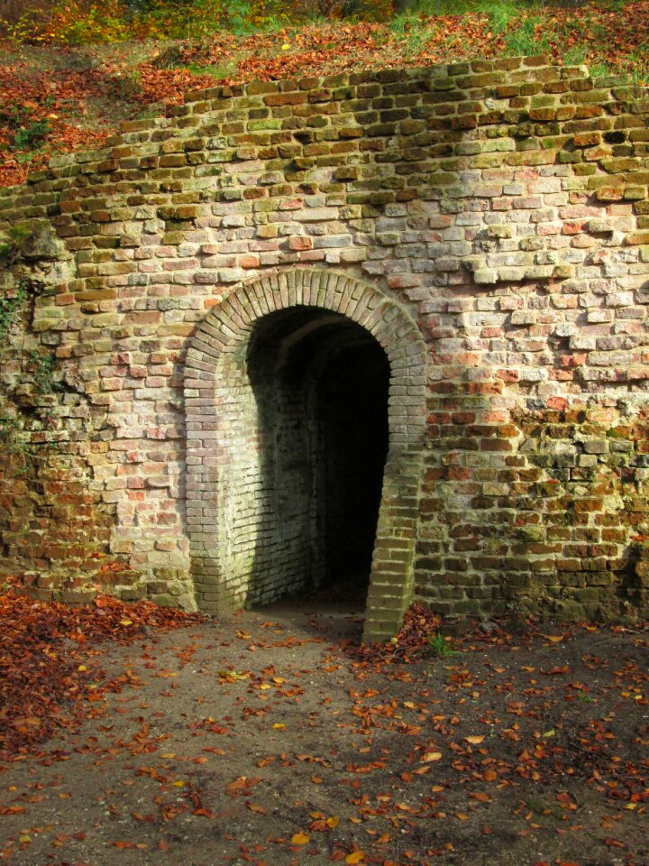 Basement bats historic building