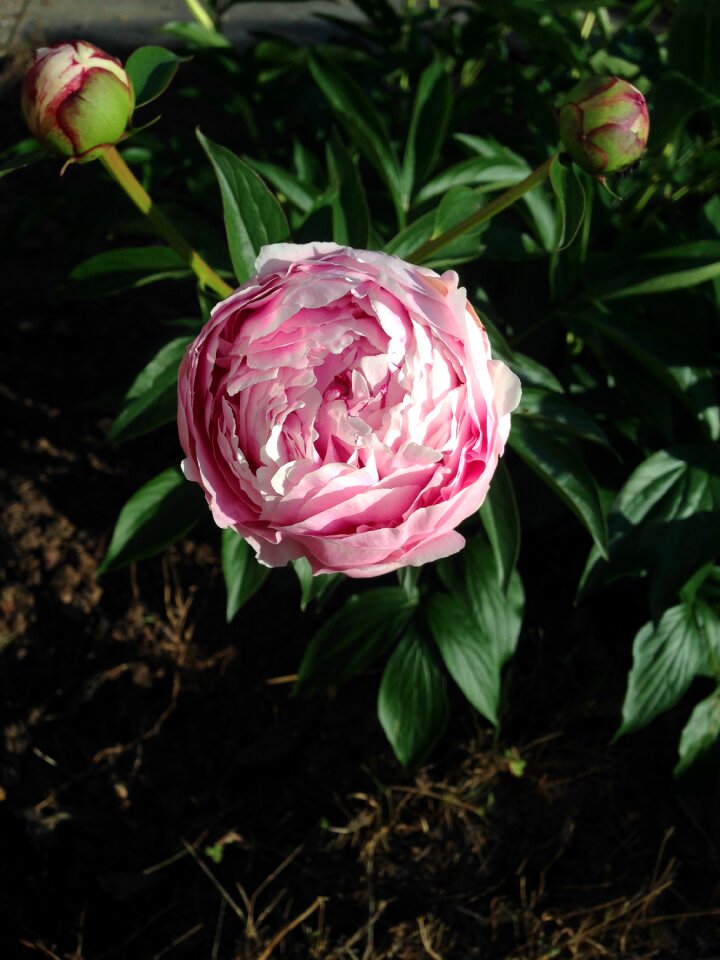 Bloom blossom spring