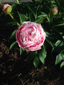 Bloom blossom spring