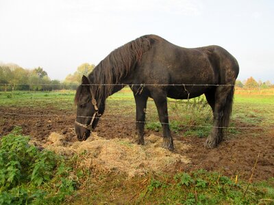 Dirt straw hay