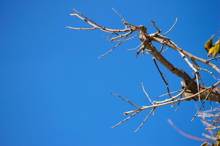 Crooked gnarled branches photo