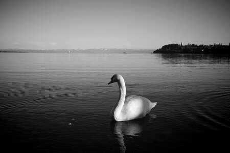 Animal lake quiet