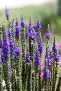 Macro plant violet