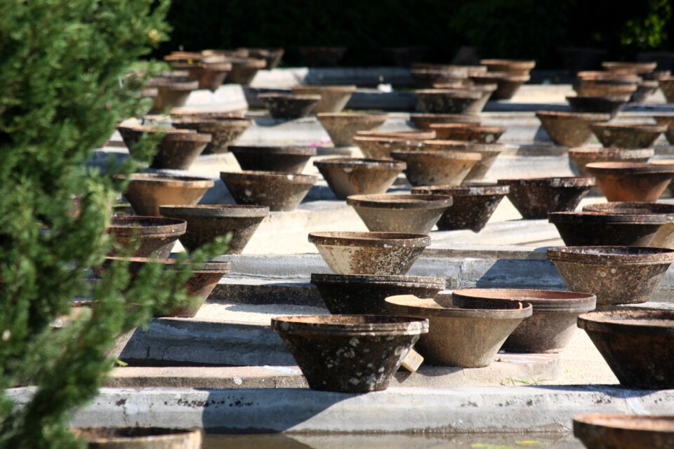 Pots water lily so much