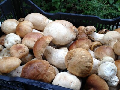 Fresh mushroom