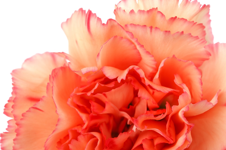 Carnation colorful detail