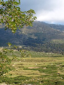 Pasture corsica nature
