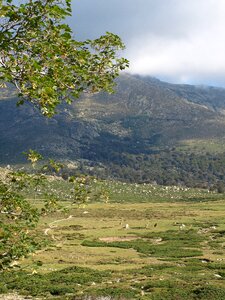 Pasture corsica nature photo