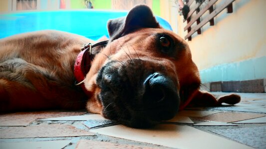 Domestic animals nature tired
