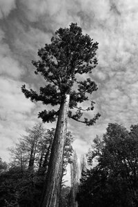 Dramatic cloudiness black and white