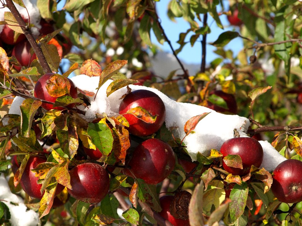Winter fruit frozen