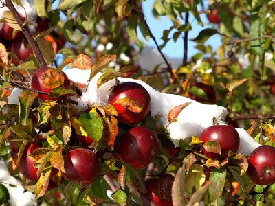 Winter fruit frozen